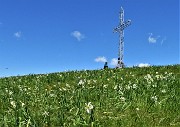 45 Alla croce di vetta del Linzone (1392 m) tra i narcisi